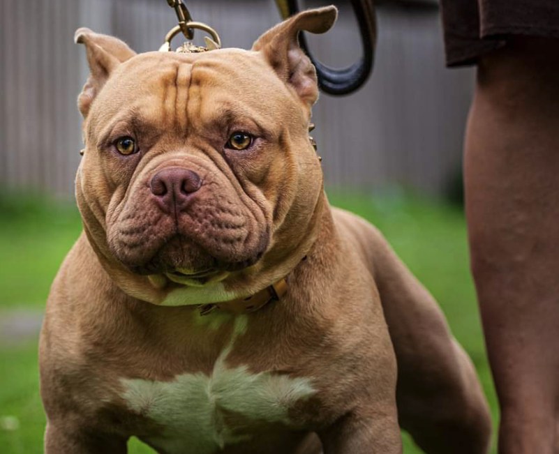 American Bully wearing a Nazar collar